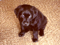 Tiny dog puppy